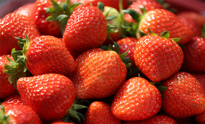 Korea's strawberries are expected to be exported to Vietnam soon. The picture shows the harvest season of a strawberry farm located at Hamyang-gun County, Gyeongsangnam-do Province. 