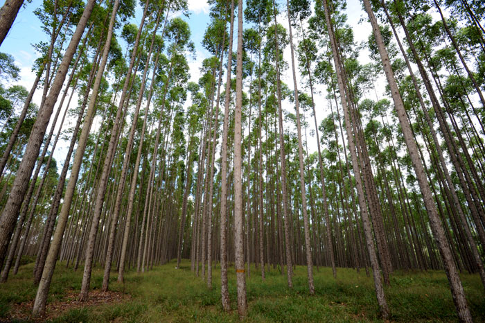The Korea Forest Service creates a forest of eucalyptus trees on Kalimantan Island in Indonesia.