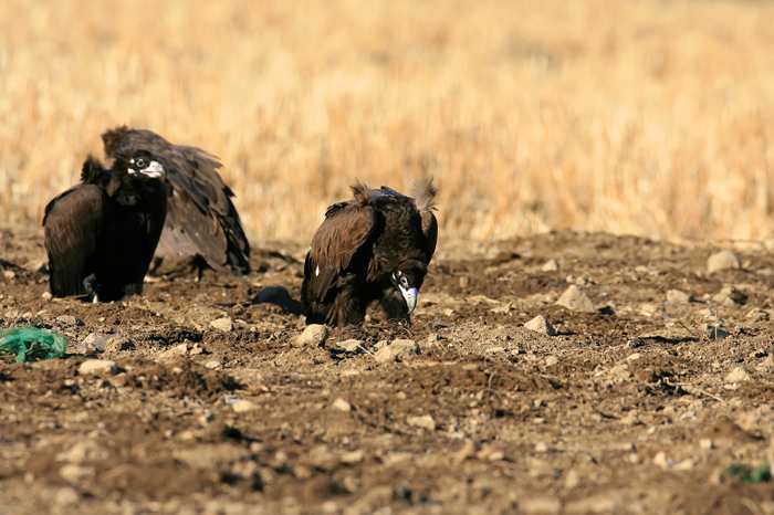  Eurasian black vultures return to Korea in the winter to escape the cold weather. Researchers recently succeeded in analyzing their genetic information for the first time in the world. (photos courtesy of the CHA) 