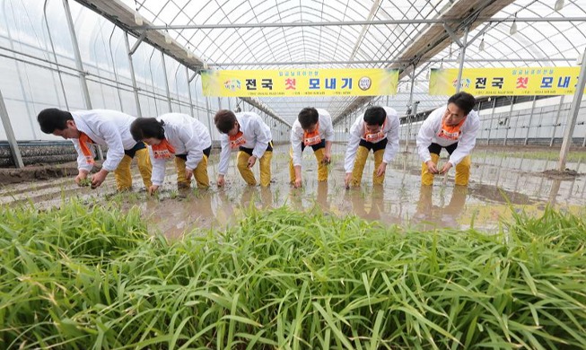 أول فعالية لزراعة الأرز في كوريا