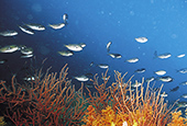 استخدام كولاجين الأسماك في إعادة توليد نسيج البشرة