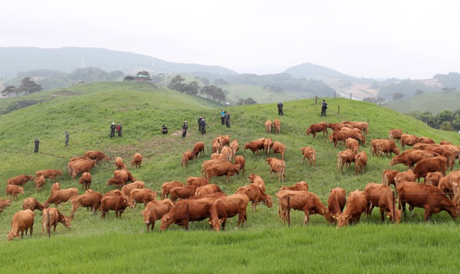 [كوريا في صورة] الماشية الكورية ترعى لأول مرة في مراعي ’دايغواليونغ‘