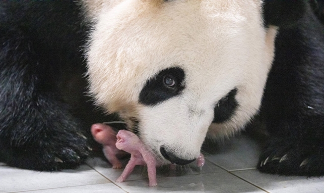 مجلة تايم الأمريكية تختار صورة ولادة توأم الباندا ضمن قائمة أفضل 100 صورة لهذا العام
