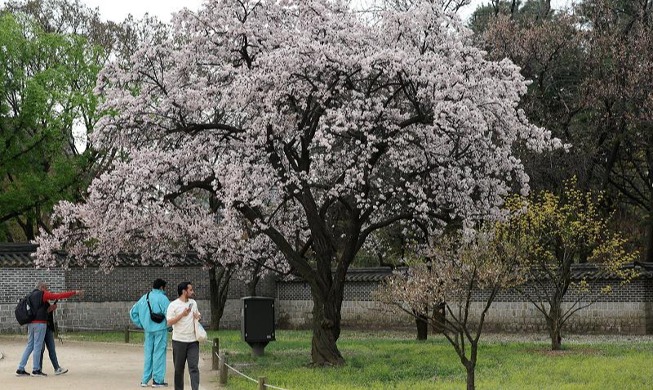 السياح الأجانب يستمتعون بالربيع في قصر تشانغديوك