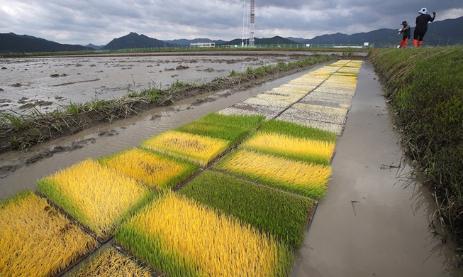 [كوريا في صورة] شهر سومان، حيث ينمو ويمتلئ كل شيء.. والقرى الزراعية تنشغل