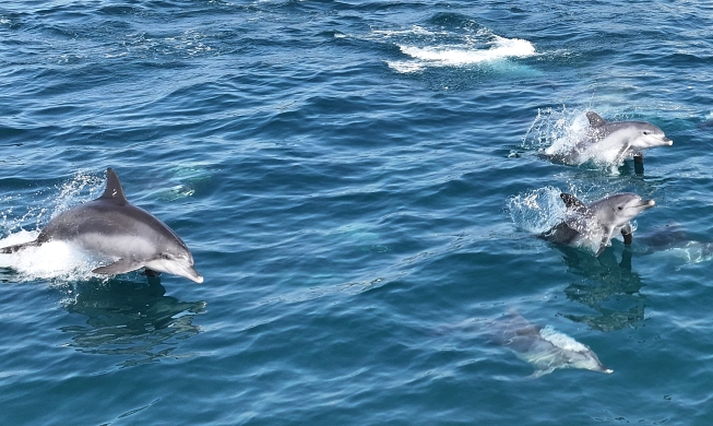 الدلافين الهندوباسيفيكية في نزهة ربيعية