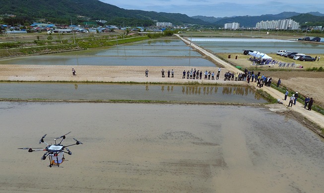 [كوريا في صورة]  زرع بذور الأرز بطائرات زراعية ذاتية القيادة كبيرة الحجم