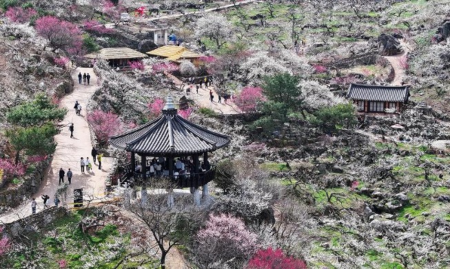 أزهار الربيع تتفتح بالكامل في قرية أزهار غوانغيانغ