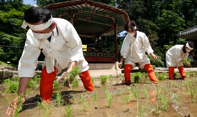 [كوريا في صورة] فعالية زراعة الأرز في قصر تشونغدوك-كونغ.. من أجل عام حصاد جيد