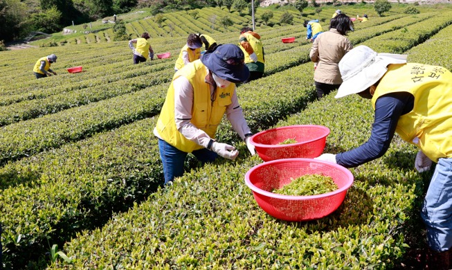 [كوريا في صورة] ’ربيع بوسونغ‘ المليء برائحة الشاي الأخضر
