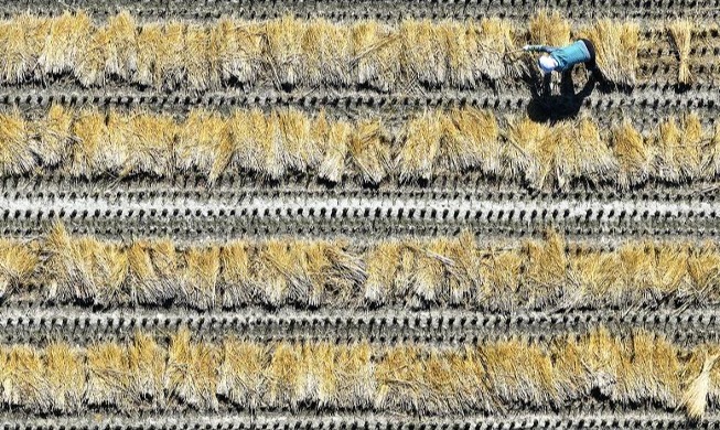 جمع حزم الأرز من الأراضي الزراعية