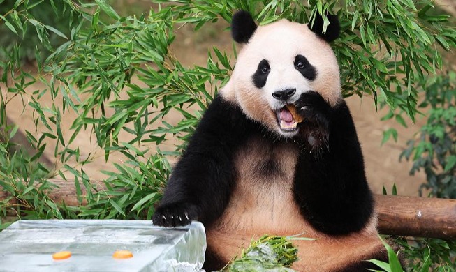 الباندا ’فو باو‘ تستمتع بفصل الصيف