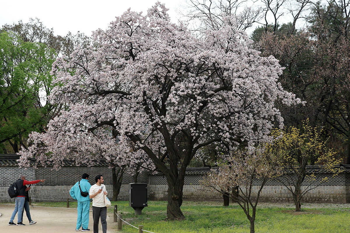 السياح الأجانب ينظرون إلى زهور الربيع في قصر تشانغ دوك في حي جونغ نو، سيئول صباح يوم 5 أبريل. 