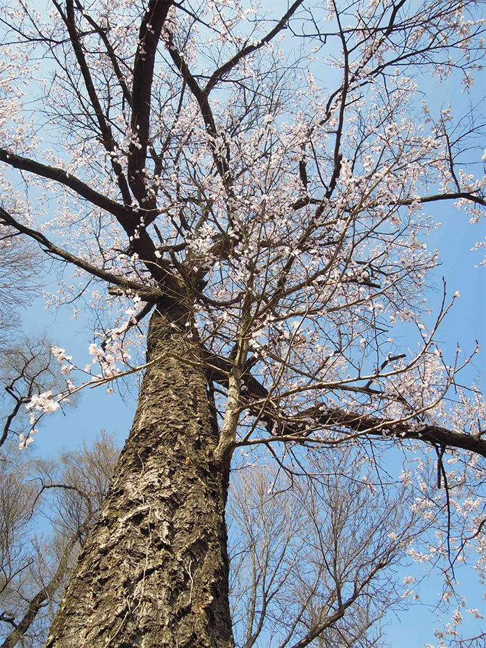 Manchurian cherry trees adorn the Ornamental Tree Garden. The pink flowers show that spring in the arboretum is just about to begin.