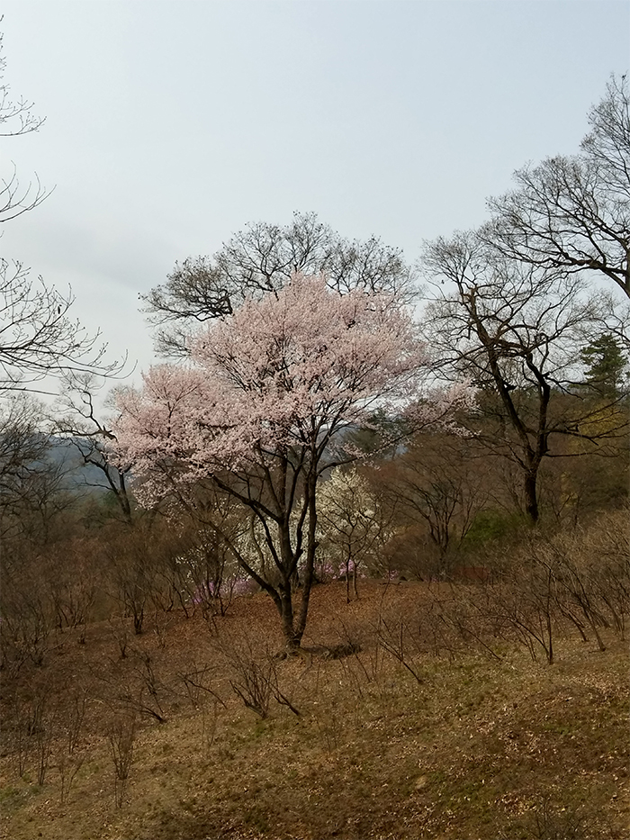 Higan cherry trees can be found at every corner of the arboretum.