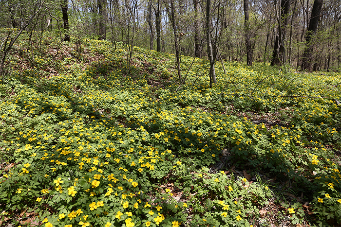 Forest poppies' yellow flowers are in full bloom along the garden's Eco Road.
