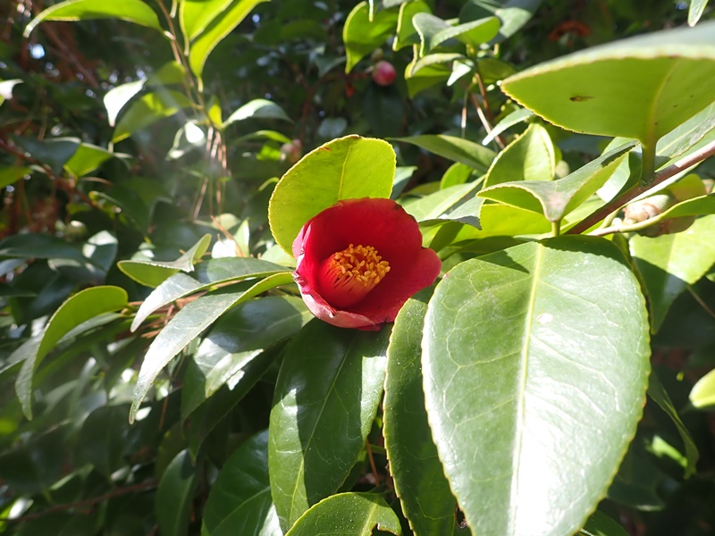 flower4