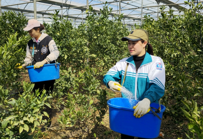 ▲ 정부는 올해부터 '비자 발급규모 사전공표제'를 본격 운영해 계절근로(E-8) 비자를 통해 7만 4689명을 받아들인다. 사진은 지난해 3월 제주 서귀포시 남원읍 신례1리 감귤 과수원에서 베트남 공공형 계절근로자가 비료 살포 작업을 하는 모습. 연합뉴스