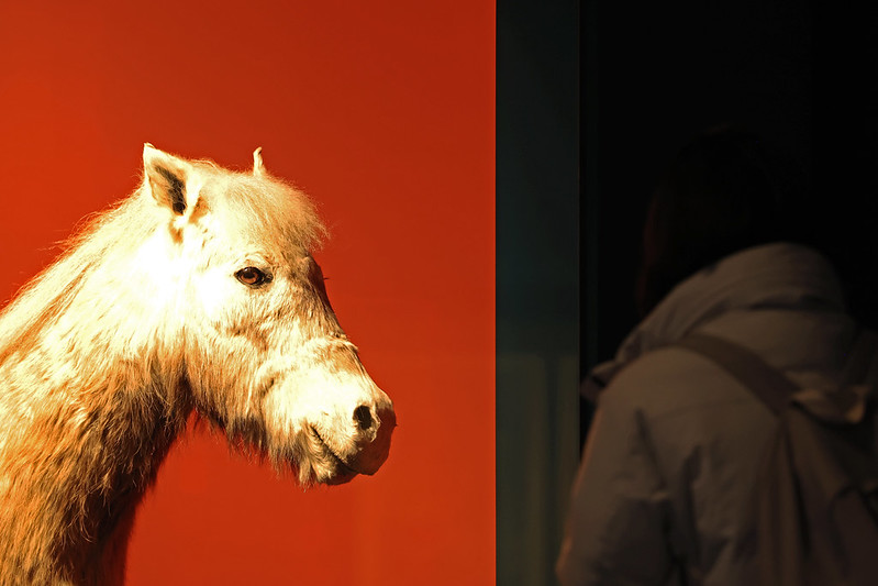 زوار يشاهدون نماذج لأحصنة &rsquo;جورانغ&lsquo;، الحصان الأصلي في جزيرة جيجو، المصنّف كمعلم طبيعي في عام 1986، في المعرض الخاص بعنوان &rsquo;هناك العديد من الخيول&lsquo; بالمتحف الوطني للفولكلور في حي جونغنو-غو في العاصمة سيؤول، وذلك يوم 16 من الشهر الجاري. (تصوير: بارك داي جين)