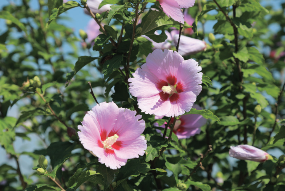 موغونغهوا يج ّسّد هوية كوريا بحيويته القوية وجماله الأنيق