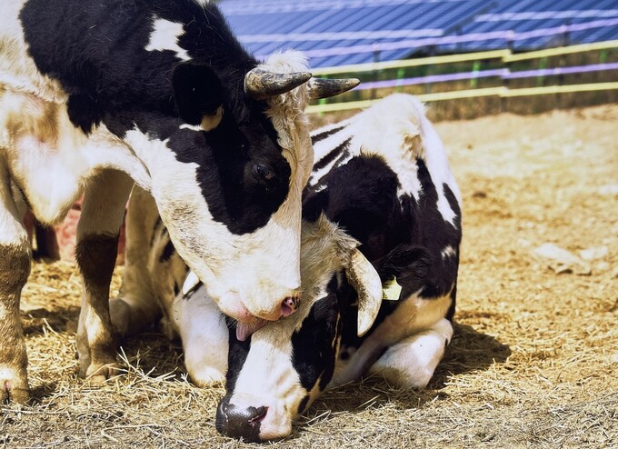 الأبقار، التي تم إنقاذها، تعيش في محمية ’نيومون‘ الواقعة بقرية سينول-ري التابعة لبلدة إنجي بمقاطعة غانغوون. (الصورة من وكالة دونغهايمول)