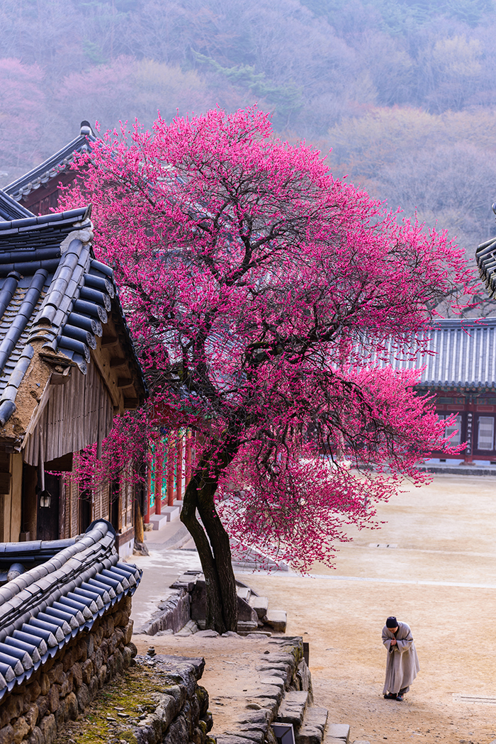 The gold prize winner, ‘Red Apricot Blossoms at Hwaeomsa Temple,’ shows how the spring scenery at Hwaeomsa Temple in Gurye-gun County, Jeollanam-do, brings beauty to the world.