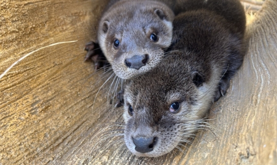 [مع الحيوانات، كوريا] ① التحول التشريعي من ’الاستخدام‘ إلى ’التعايش‘