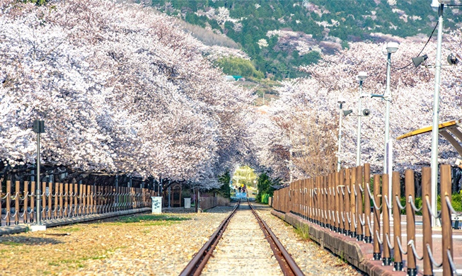 فوربس تختار 5 مواقع يجب زيارتها في كوريا للاستمتاع بأزهار الكرز خلال الربيع