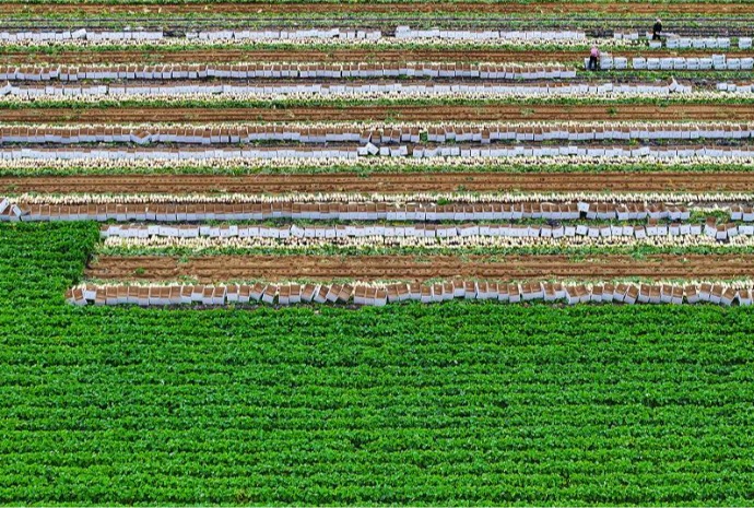 الخريف ’موسم الحصاد‘