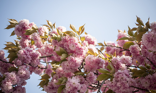 [رحلة مع زهور الربيع] أخبار الزهور الربيعية من الحدائق الوطنية