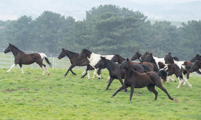 مُلائم تماماً للبنية الجسدية للكوريين… انطلاق عصر حصان الركوب المحلي ’آر دي إيه‘