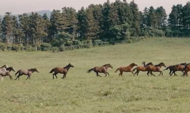 عام 2026، عام الحصان… قصة الحصان في كوريا