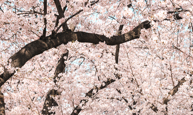 مهرجان زهور الربيع في يوييدو