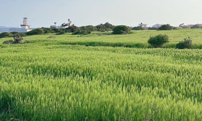 مهرجان الشعير الأخضر في غابادو