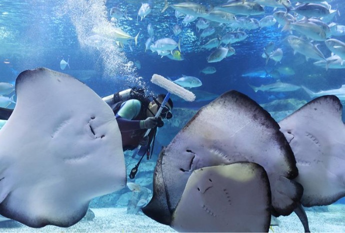 تنظيف حوض الأسماك