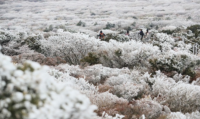 [كوريا في صورة] جبل هالا المغطى بالثلوج