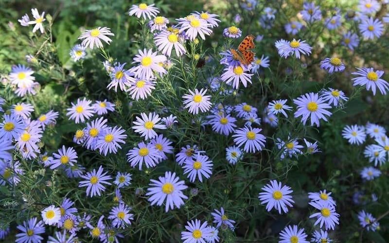 صورة لأزهار الأقحوان التقطها المؤلف بنفسه وتم نشرها في كتابه الأول (جميع حقوق النشر محفوظة)