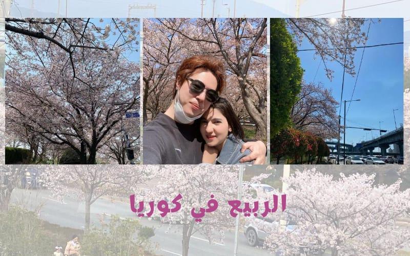 أية الهواري وزوجها وأجواء الربيع الخلابة التي تحلق في سماء كوريا الجنوبية (الصور من أية الهواري والتصميم من المراسلة منةالله منصور)