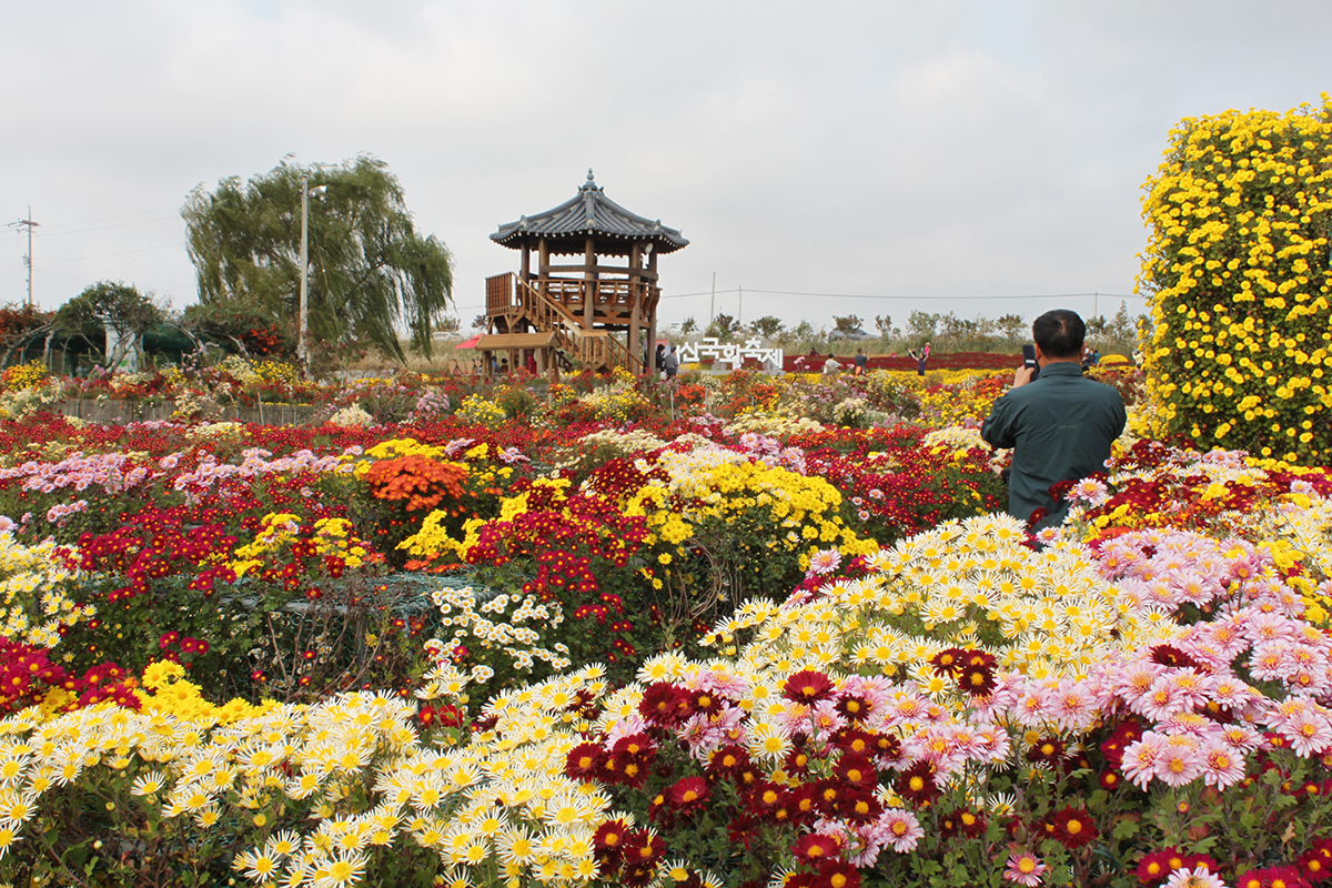 أحد زوار الدورة الرابعة والعشرين من مهرجان سيوسان لزهور الأقحوان، يلتقط صورة تذكارية للزهور وهو يقف وسطها يوم 3 نوفمبر في منطقة غوبوك بمدينة سيوسان في مقاطعة تشونغ تشيونغ الجنوبية. ويقام هذا المهرجان على مساحة تبلغ 45 ألف مترمربع تقريبا ويتكون من حدائق ومنحوتات ومتاهة ومنطقة تصوير. وسيستمر المهرجان حتى يوم 12 نوفمبر.