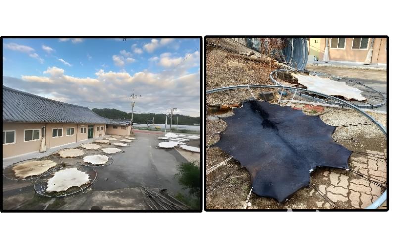 صورة توضح عمليه تحضير الجلود من أجل صنع الآلات الموسيقية من اليمين جلد الخيول و من اليسار جلد البقر. (مصدر الصورة سانغ جون لي، تم الحصول على إذن باستخدامها)