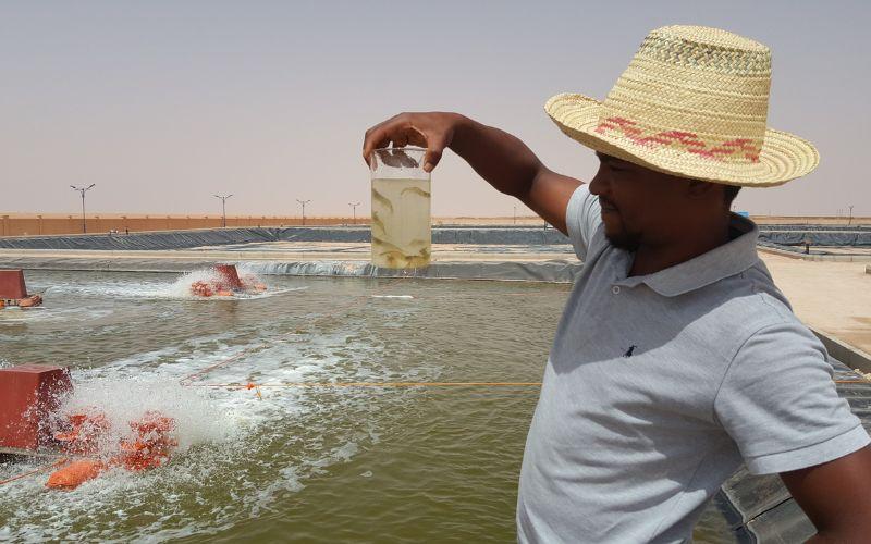 نجاح مشروع مزرعة الروبيان (الجمبري) في الصحراء الجزائرية. (الصورة من مكتب كويكا في الجزائر وتم أخذ إذن استخدامها)