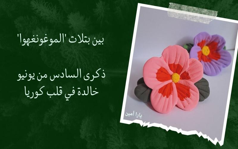 الشكل النهائي لزهره 'الموغونغهوا' أو ما تُعرف بزهرة الشارون. (الصورة من يارا أمين)