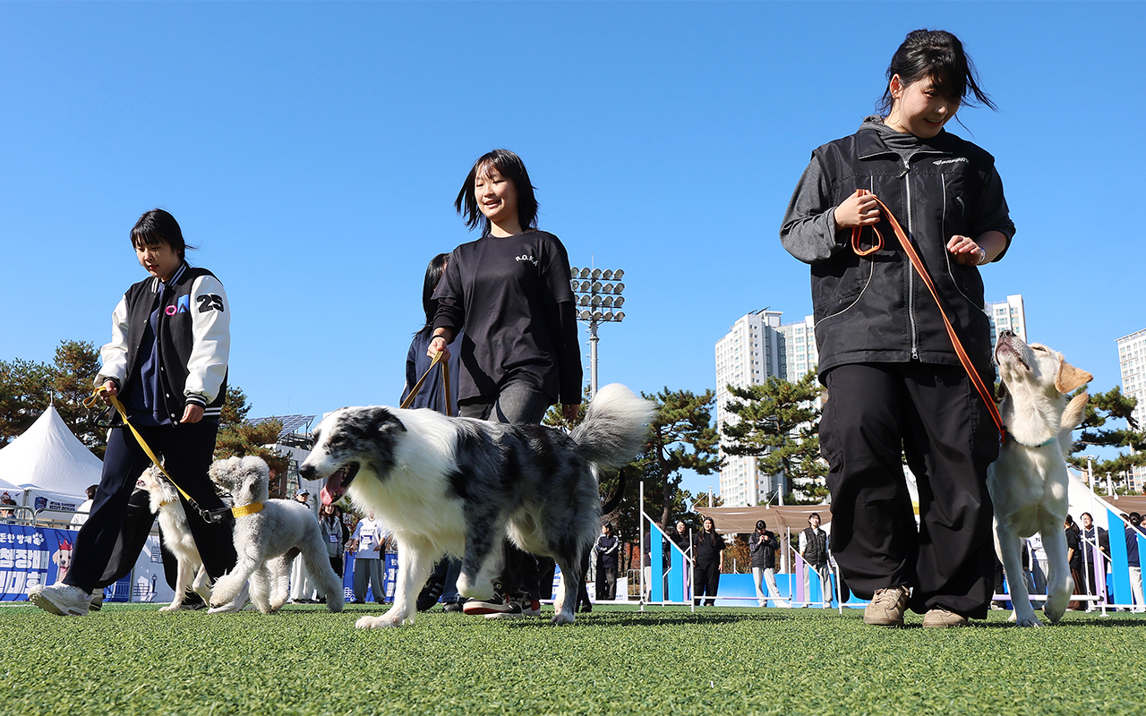 الصورة تظهر الكلاب وأصحابها المشاركين في مسابقة الكلاب البوليسية التي أقيمت في منتزه سكاي سبورتس في جزيرة يونغجونغ بمدينة إنتشون في 14 نوفمبر.