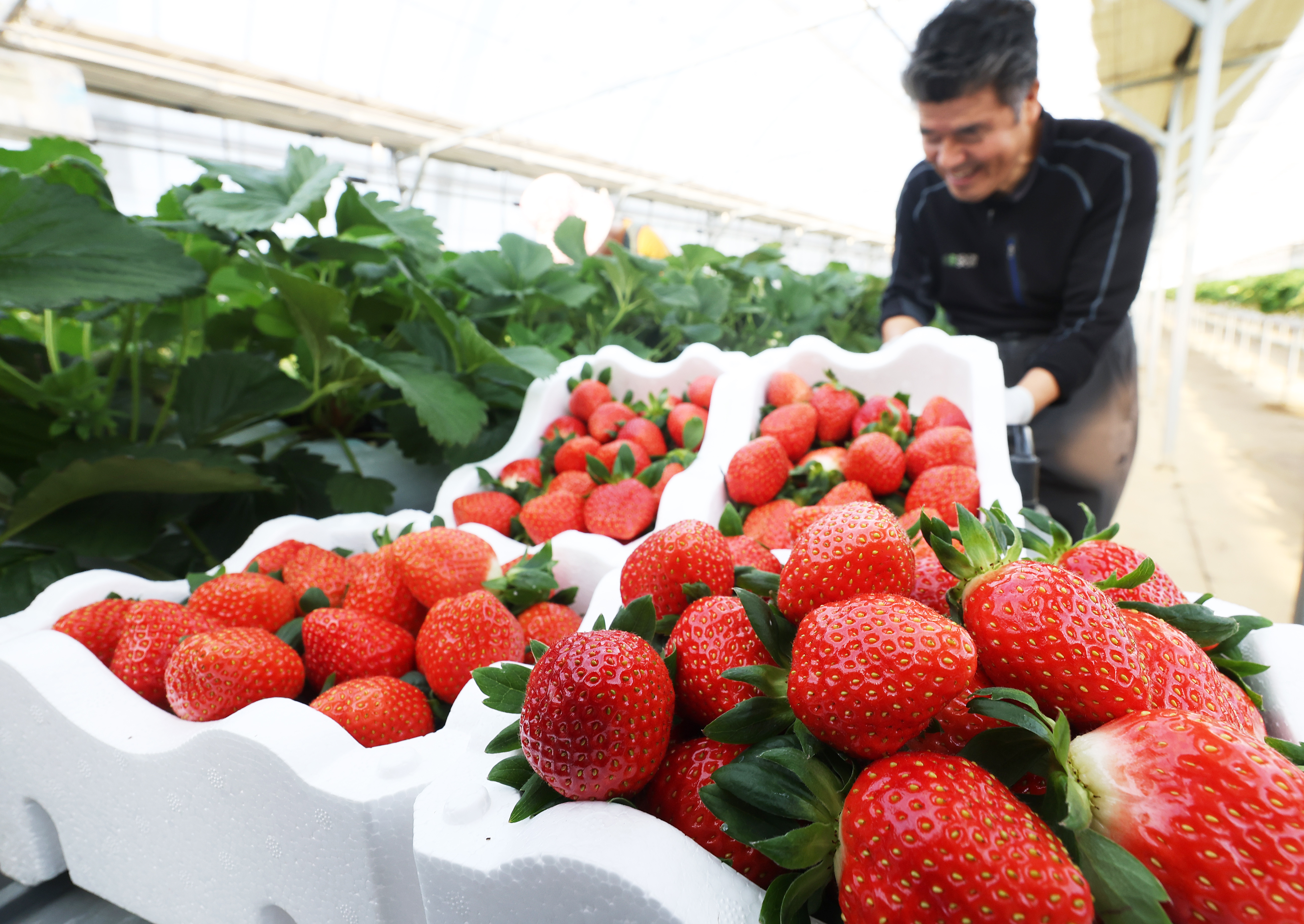 أحد المزارعين يقوم بحصاد الفراولة في دفيئة من الفينيل في مزرعة للفراولة ببلدة جانغ-أن في مدينة هواسونغ، مقاطعة غيونغغي في يوم 9 ديسمبر.