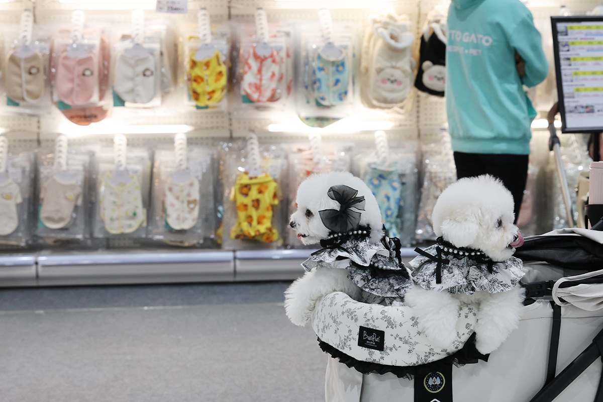 الزوار يتجولون برفقة كلابهم في قاعة المعرض خلال معرض كريسماس سيئول للحيوانات الأليفة الذي أقيم في مركز سيتيك للفنون والتكنولوجيا في حي غانغنام-غو، سيئول في يوم 12 ديسمبر. 