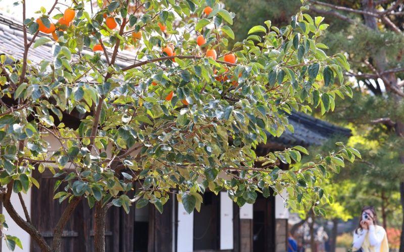 الصورة تظهر شجرة فاكهة الكاكي الكورية. (الصورة من حساب كوريا نت على موقع فليكر.)