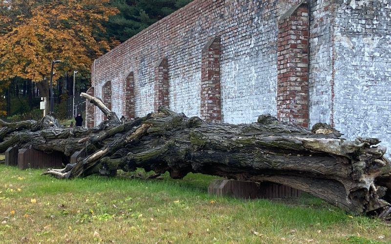 صورة لشجرة الحوران الباكية أمام مبنى الإعدام الخاص بسجن سودومون. (الصورة من إيمان الأشقر.)