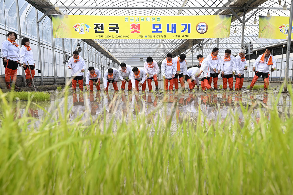 المشاركون يقومون بزراعة شتلات الأرز في ’أول فعالية زراعة الأرز في حي إيتشون‘ الذي أقيم في مزرعة الأرز في مدينة إيتشون، مقاطعة غيونغغي في 10 فبراير.