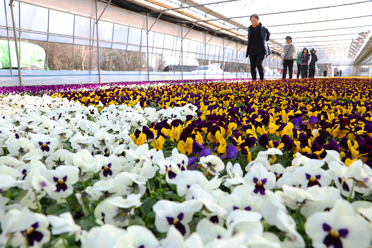 الأزهار الملونة في أوج ازدهارها في المشتل في دونغان-غو بمدينة أنيانغ، مقاطعة غيونغغي في 19 فبراير، الذي يوافق &rsquo;أوسوه&lsquo;، أحد المصطلحات الشمسية الأربعة والعشرين في كوريا، والذي يشير إلى بداية فصل الربيع.