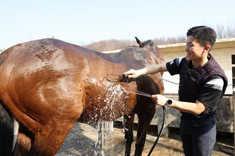 الطالب الضابط 'كيم تيه-بوم' (بالسنة الثانية) في لحظة عناية بجواده. إن لغة التواصل مع الخيل هي الركيزة الأساسية لوحدة الخيالة؛ فالطلاب لا يكتفون بمهارات الفروسية، بل ينسجون روابط ثقة عميقة مع الخيل عبر الرعاية اليومية والتدريب المشترك. وحين يمتزج إحساس الحصان بتوتر الفارس ونواياه، وحين يملك الفارس القدرة على فك شفرات حركات جواده، تكتمل آنذاك ملامح التوحد في حركة واحدة منسجمة. 